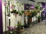 OSSEA Orchid Show @ HortPark - First Day, 16 Sep 2017