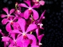 Singapore Garden Festival 2014 - Flowers at Registration
