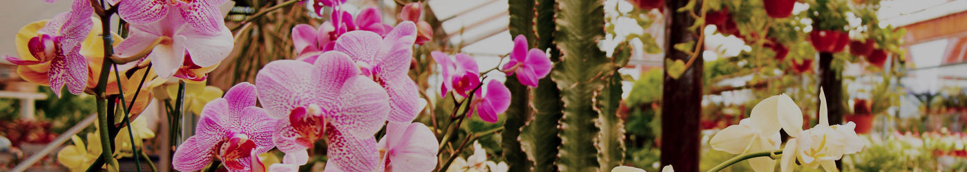 A TO Z OF SOUTH EAST ASIAN ORCHID SPECIES <br>(VOL 1)